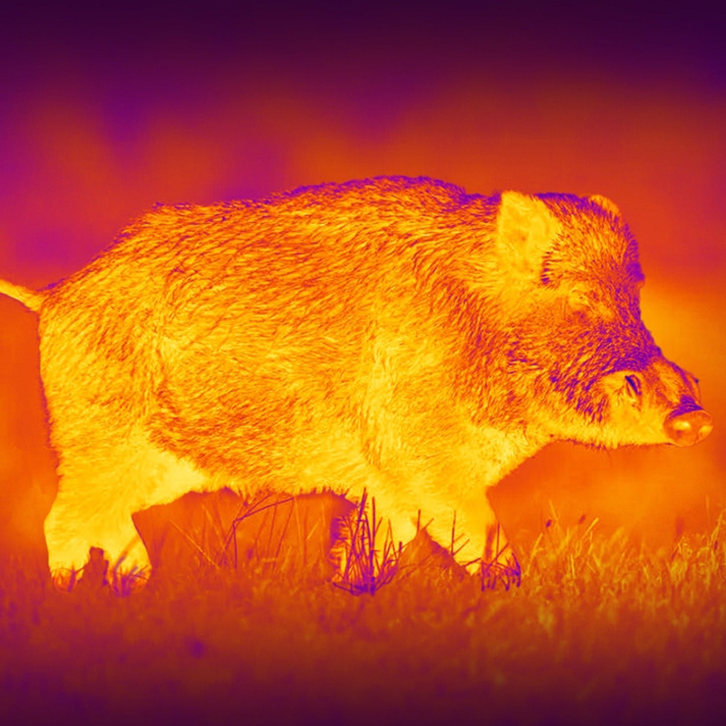 Leopard 480 Wärmebild - Monokular 25mm - PARD - Wildnissport