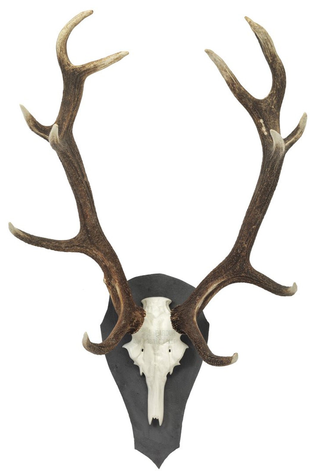 Trophäenschiefer Hirsch LT 49x27,5cm - Pardur - Wildnissport