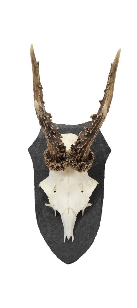 Trophäenschiefer Reh klein S1W - Pardur - Wildnissport