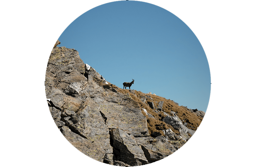 eRanger LRF 10x42 - Steiner Germany - Wildnissport