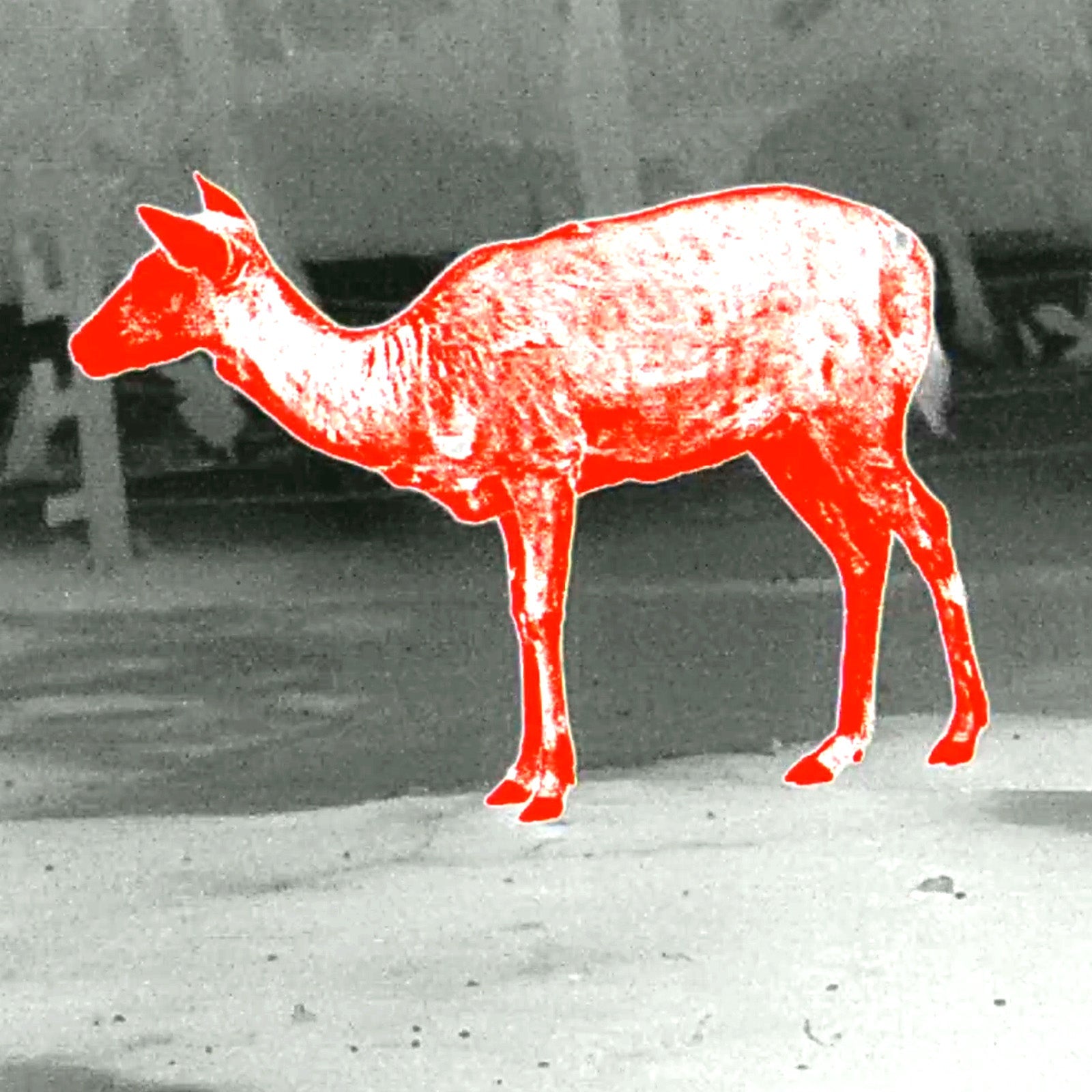 Leopard 480 Wärmebild - Monokular 25mm - PARD - Wildnissport