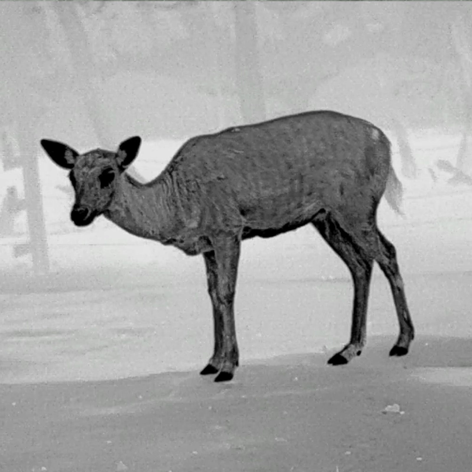 Leopard 480 Wärmebild - Monokular 25mm - PARD - Wildnissport