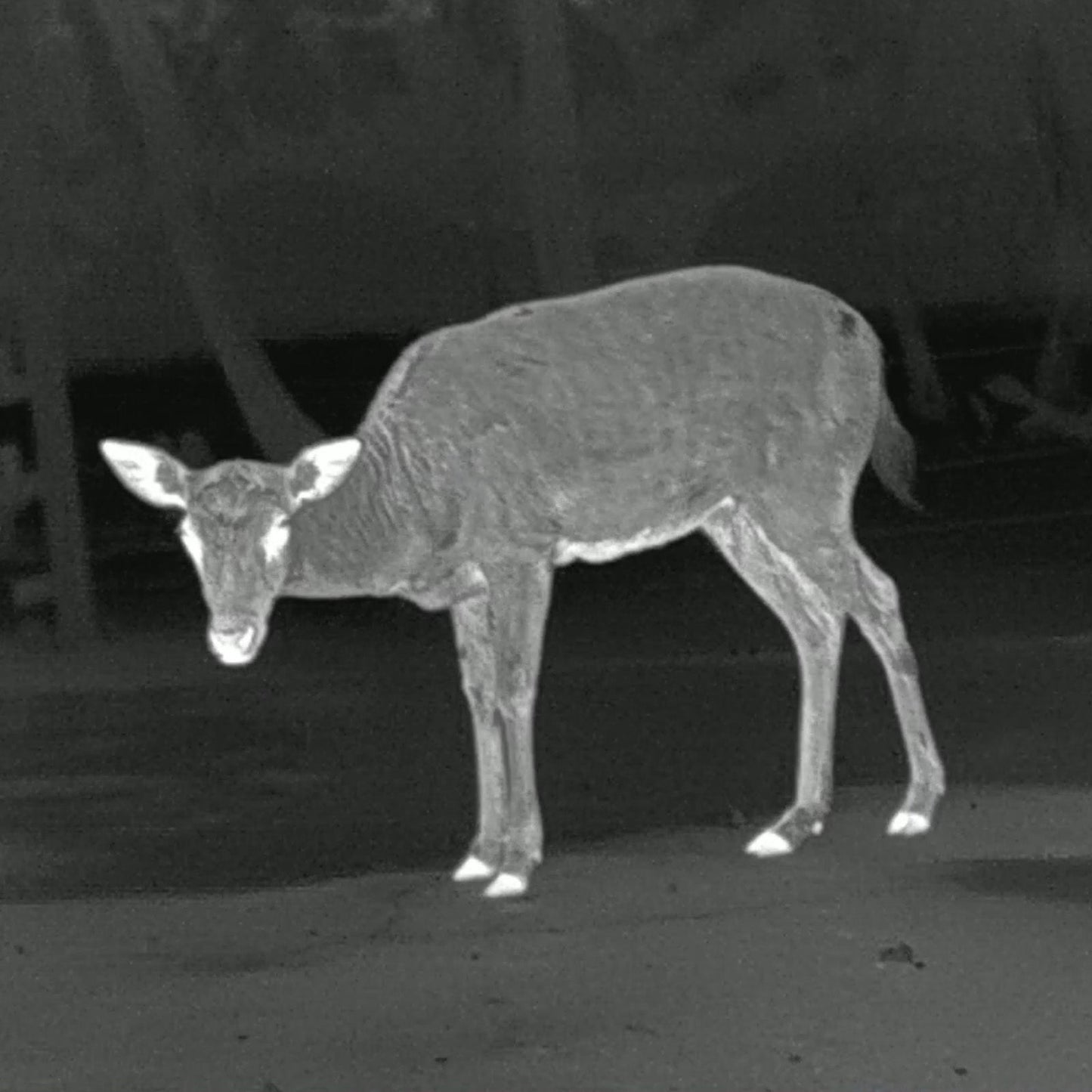 Leopard 480 Wärmebild - Monokular 25mm - PARD - Wildnissport