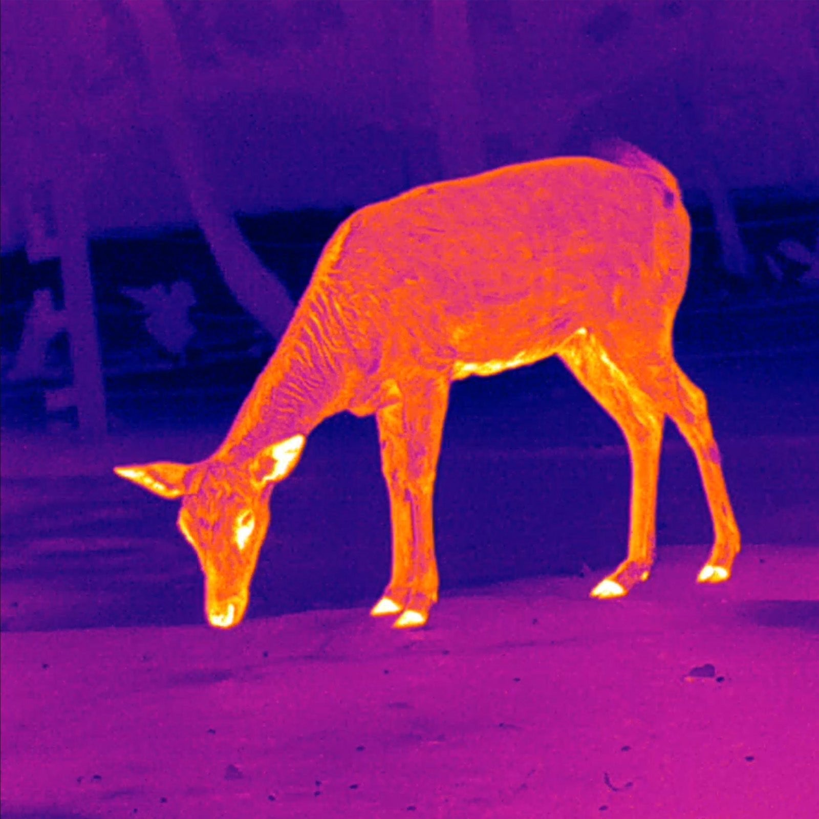 Leopard 480 Wärmebild - Monokular 25mm - PARD - Wildnissport