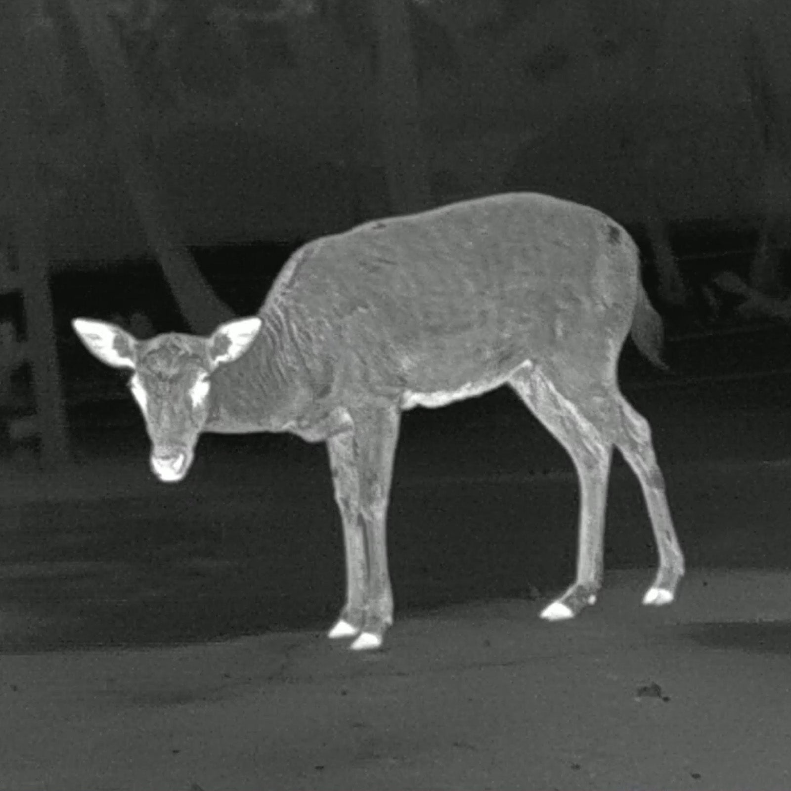 Leopard 480 Wärmebild - Monokular 35mm - PARD - Wildnissport