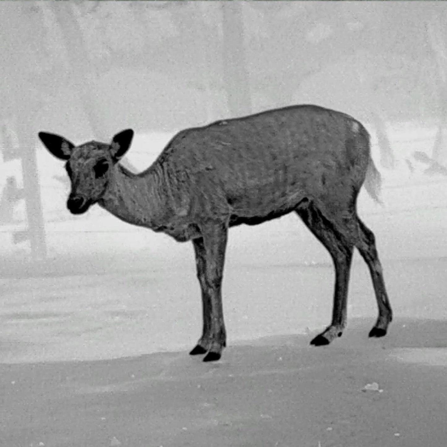 Leopard 480 Wärmebild - Monokular 35mm - PARD - Wildnissport