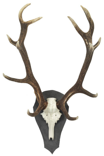 Trophäenschiefer Hirsch LT 49x27,5cm - Pardur - Wildnissport