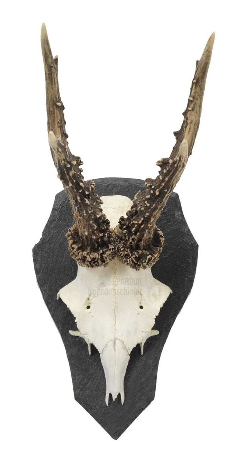 Trophäenschiefer Reh mittel S2T - Pardur - Wildnissport