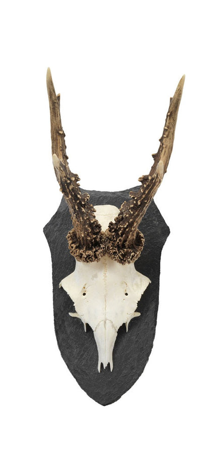 Trophäenschiefer Reh mittel S2W - Pardur - Wildnissport